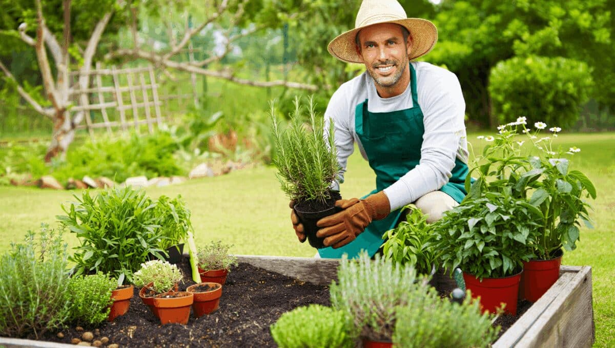 Tomillo, romero y manzanilla: cómo crear un jardín de plantas aromáticas en casa