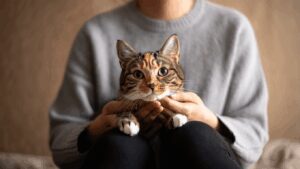 ¿Cómo elige un gato a su persona favorita?