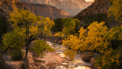 Zion National Park peaks with fall colors as golden cottonwoods light up canyons