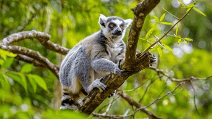 Día Mundial del Lémur: el 95% de las especies está en peligro de extinción